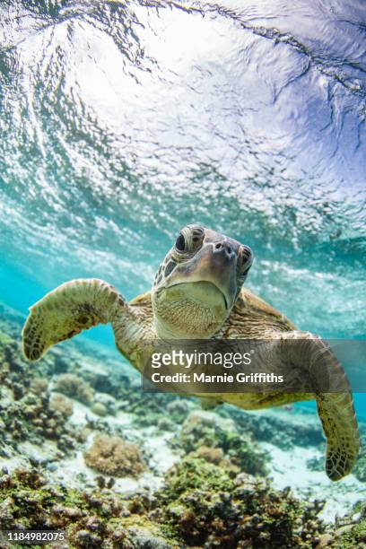 sea turtle swimming - great barrier reef stock pictures, royalty-free photos & images