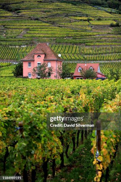 Houses are surrounded by vineyards on October 9, 2019 in the village of Kaysersberg in the Alsace region of eastern France. Alsace is famous for its...