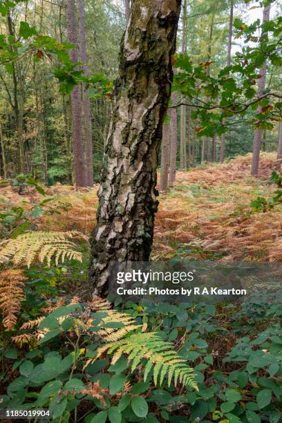 silver birch tree surrounded by autumnal vegetation - vårtbjörk bildbanksfoton och bilder