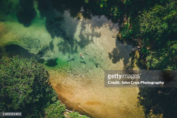 alligators nest swimming hole - mission beach queensland bildbanksfoton och bilder