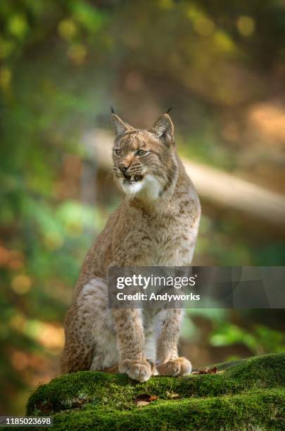 lynx eurasien hargneux - lynx photos et images de collection