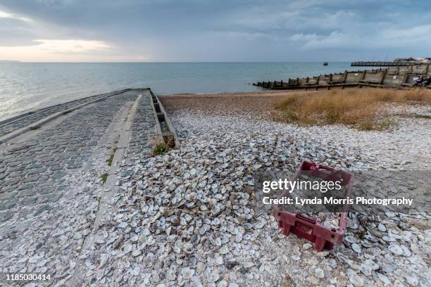 whitstable kent - oyster shells - oyster shell - fotografias e filmes do acervo