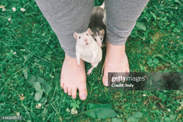 two pet rats by a woman's feet - domestic animals bildbanksfoton och bilder