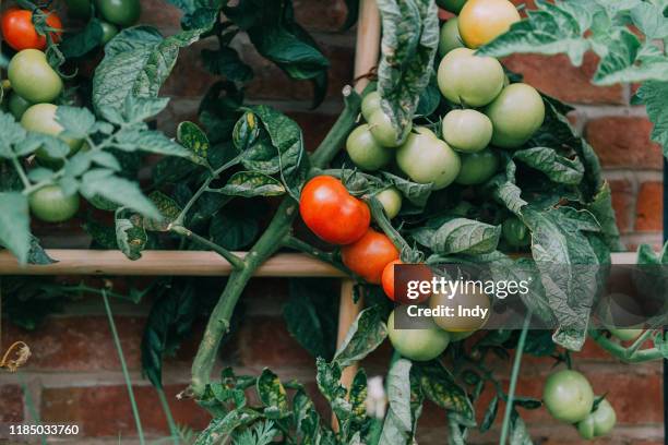 close-up of tomatoes growing in a garden - tomato plant stock pictures, royalty-free photos & images