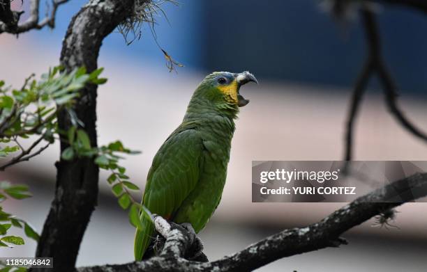 Loro real is photographed in a tree in Caracas, Venezuela on November 26, 2019.