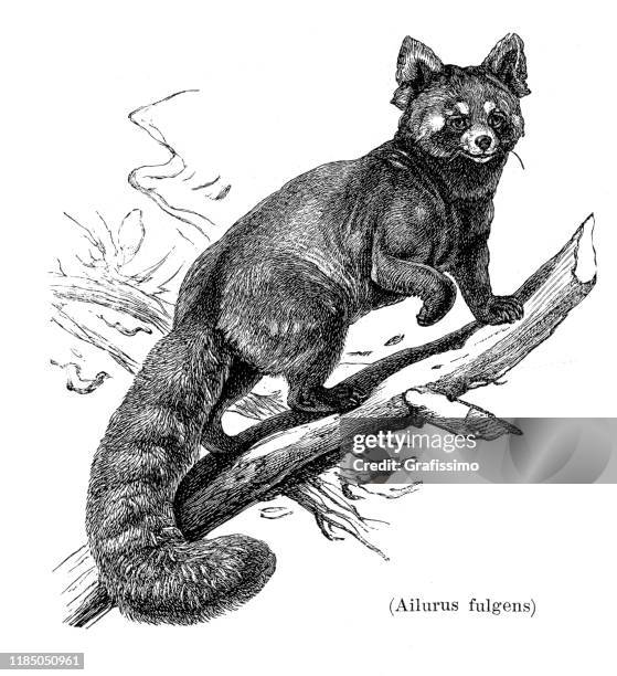 the red panda ailurus fulgens illustration 1896 - red panda stock illustrations