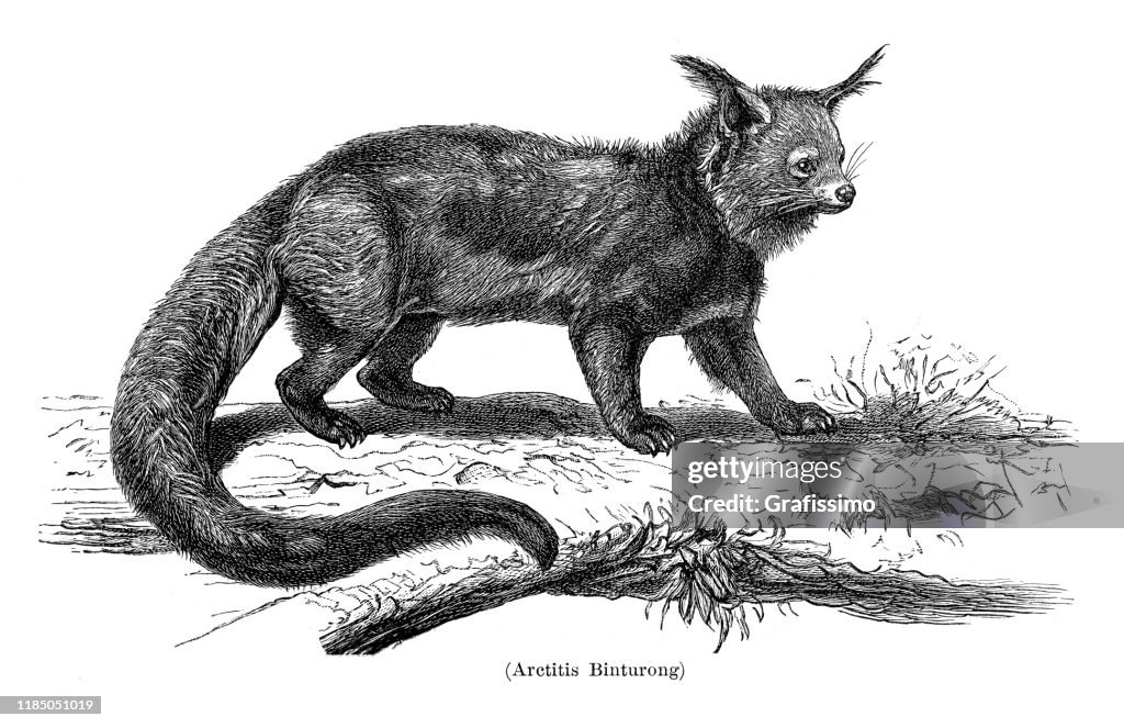 Bear Cat or Binturong illustration 1896