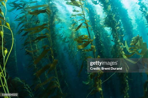 channel islands kelp forest underwater - seaweed stock pictures, royalty-free photos & images