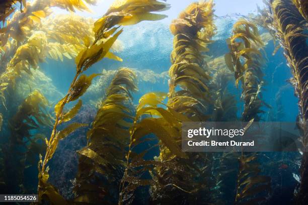 catalina island kelp forest - alga marina fotografías e imágenes de stock