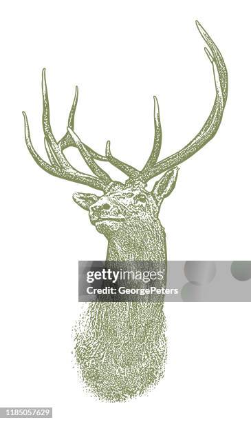 ilustrações de stock, clip art, desenhos animados e ícones de elk head - animal morto