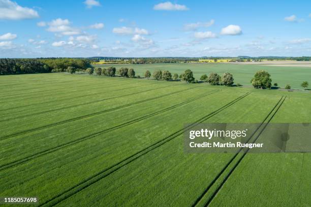 aerial view of treelined road through agricultural fields, springtime. mecklenburg-vorpommern, mecklenburg western pomerania, germany. - mecklenburg vorpommern 個照片及圖片檔