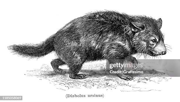 stockillustraties, clipart, cartoons en iconen met taseen duivel sarcophilus harrisii illustratie 1896 - australian animals illustration