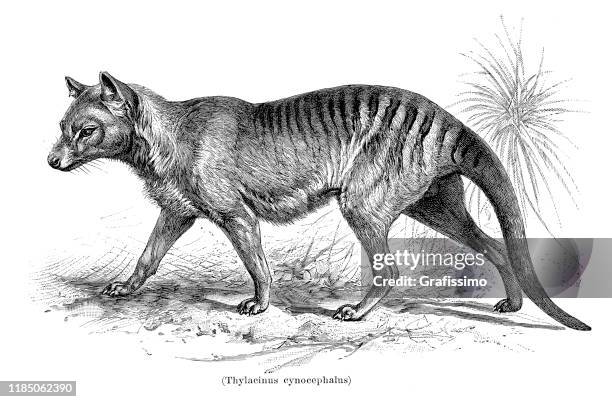 illustrations, cliparts, dessins animés et icônes de illustration de cynocephalus de tigre de tasmanie delacinus 1896 - éteindre le feu