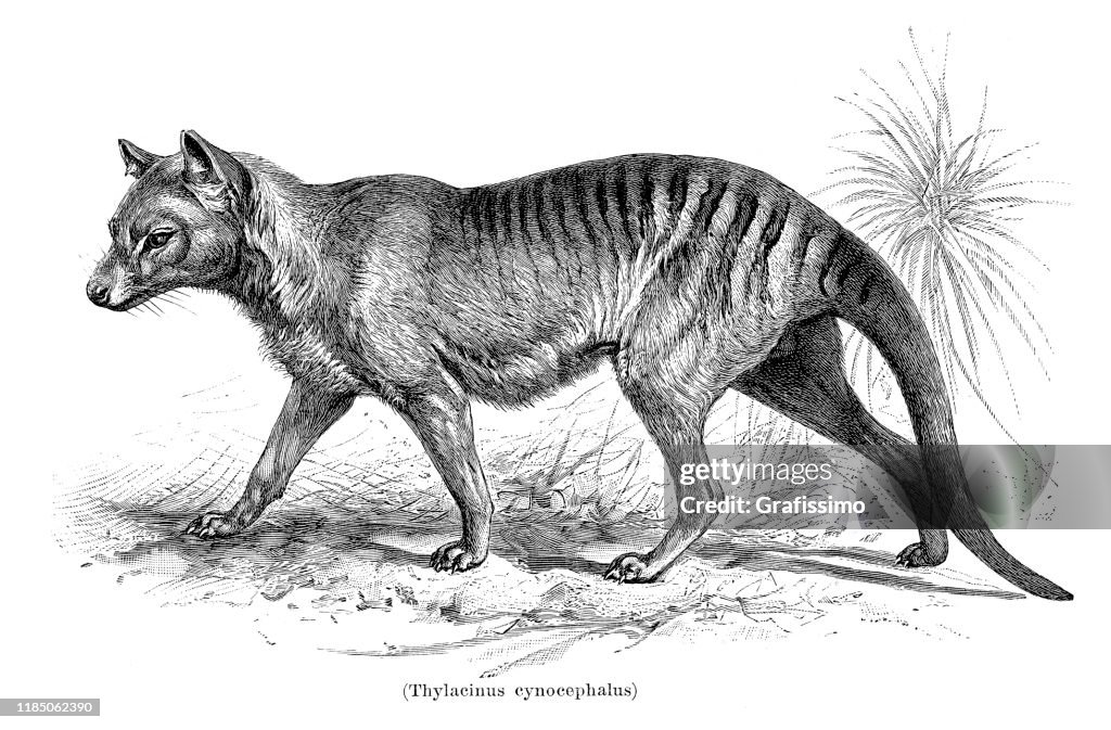 Tasmanian Tiger Thylacinus cynocephalus illustration 1896