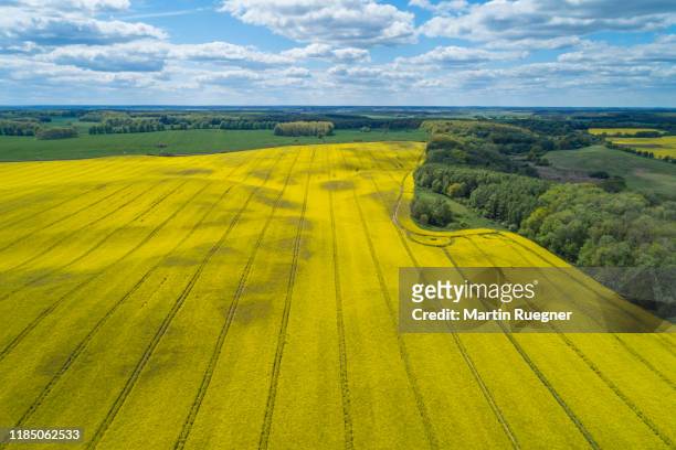 aerial view of oilseed rape field in bloom, springtime. europe. mecklenburg-vorpommern, mecklenburg western pomerania, germany. - canola imagens e fotografias de stock