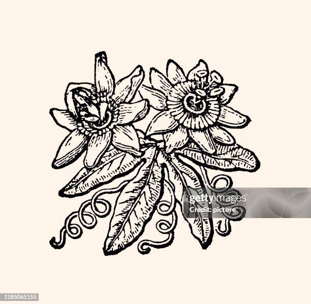 flowers (xxxl) - bouquet garni stock illustrations