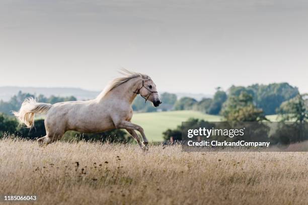 6,477 Horse Prancing Stock Photos, High-Res Pictures, and Images ...