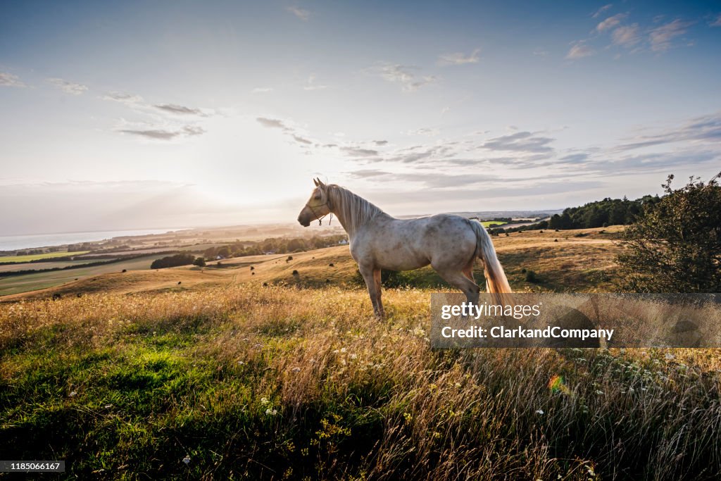 Palomino horse at sunset