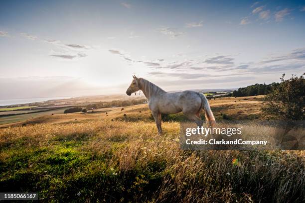 palomino horse at sunset - grazing land stock pictures, royalty-free photos & images