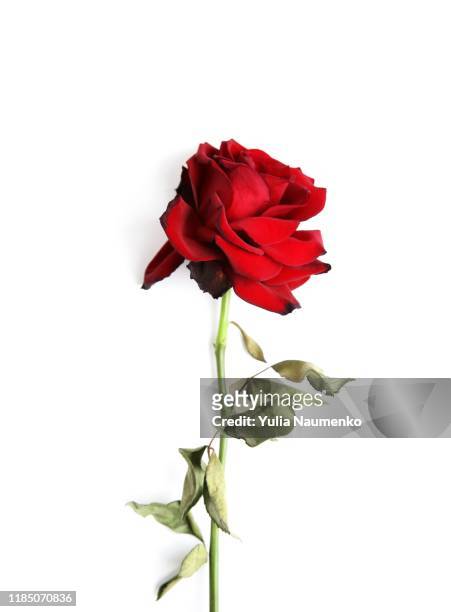 dead red rose on white background. faded rose isolated on white background. vertical orientation. - végétation fanée photos et images de collection