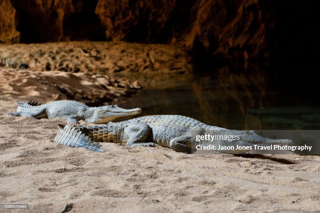 Two Freshwater Crocodiles