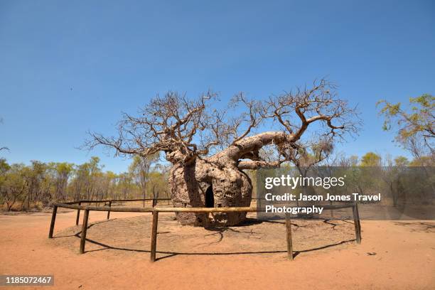 the prison baobab tree - baobab tree stock pictures, royalty-free photos & images