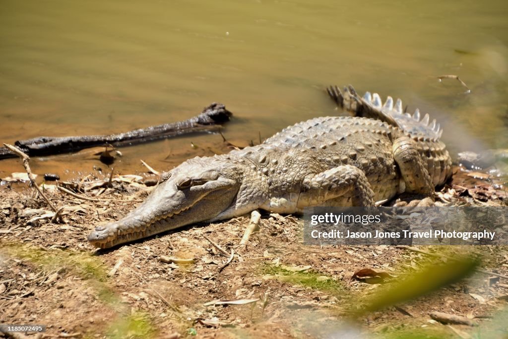 Freshwater crocodile on the bank