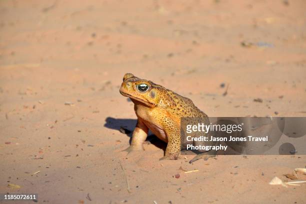 cane toad - cane toad fotografías e imágenes de stock