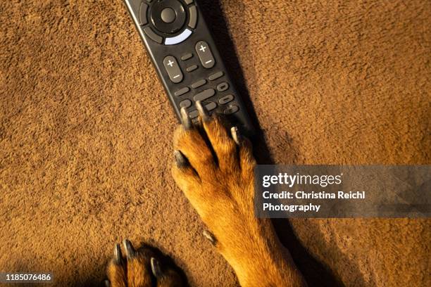 dog watching tv with remote in paw - alter tv stock pictures, royalty-free photos & images