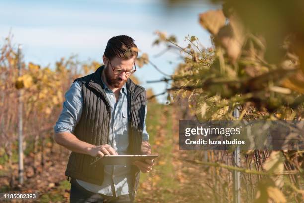 hombre trabajando en un pequeño viñedo con su tableta - winery fotografías e imágenes de stock