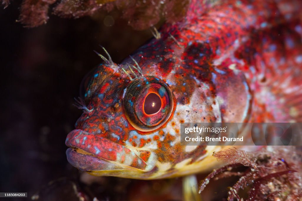 Kelfeta Fish Island Kelpfish Face At Anacapa Island High-Res Stock Photo - Getty Images