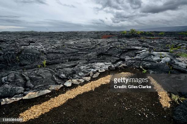 The edge of a garden in the Kalapana lava field on October 25,2019 in in Big island, Hawaii.On May 3rd 2018, a 6.9 magnitude earthquake rocked the...