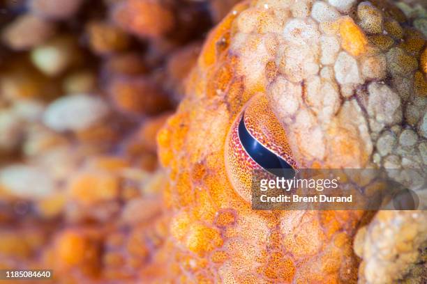 two-spot octopus eye - cephalopod stockfoto's en -beelden