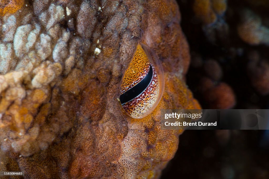Two-Spot Octopus Eye