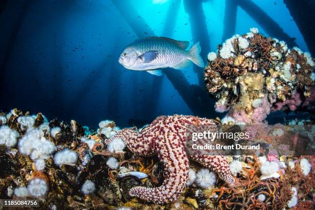 marine life on eureka oil rig - huntington beach kalifornien stock-fotos und bilder