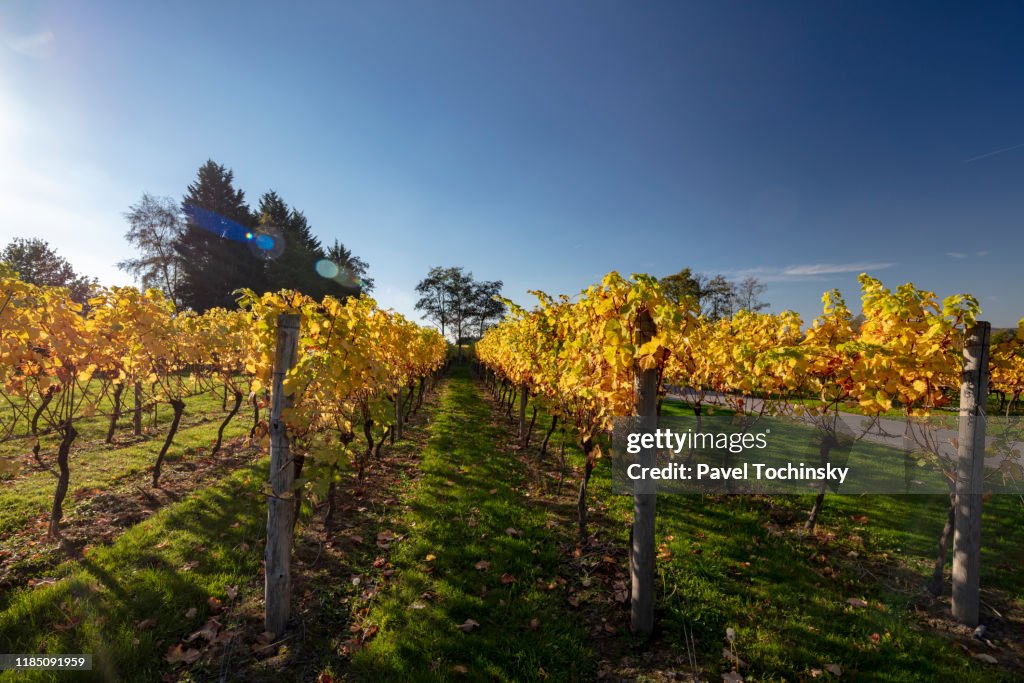 English vineyard in Kent during autumn, South England, 2018