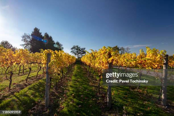 english vineyard in kent during autumn, south england, 2018 - kent england stockfoto's en -beelden