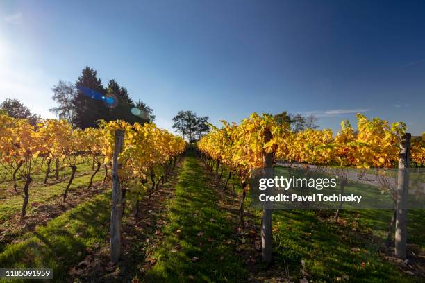 english vineyard in kent during autumn, south england, 2018 - fall harvest festival stock pictures, royalty-free photos & images