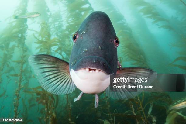 8,763 魚 顔 Stock Photos, High-Res Pictures, and Images - Getty Images