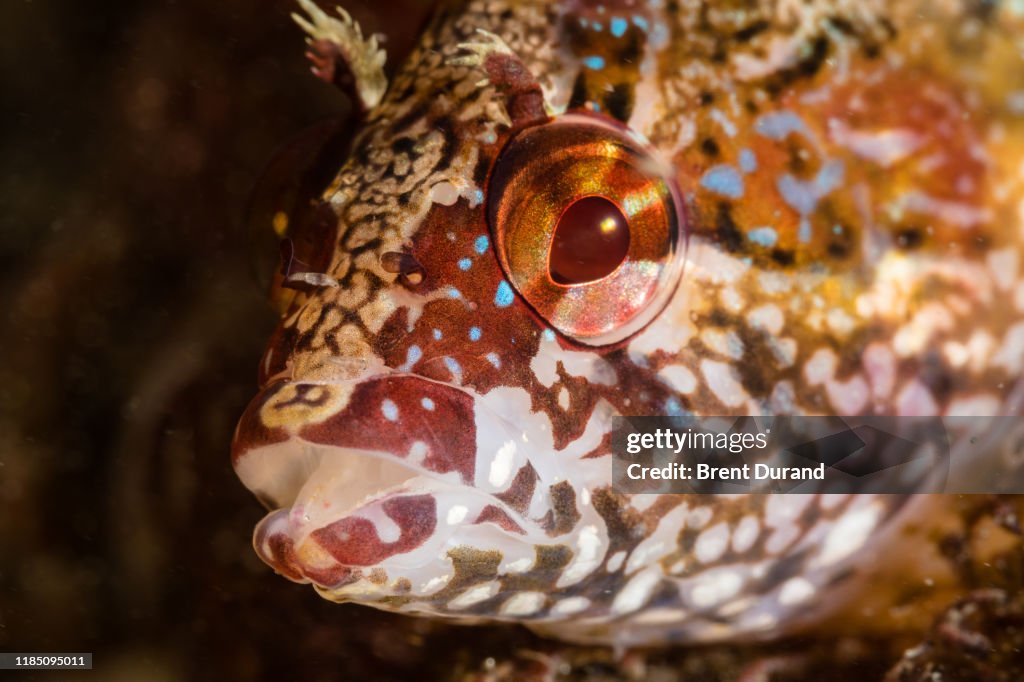 Kelfeta Fish Island Kelpfish Portrait High-Res Stock Photo - Getty Images