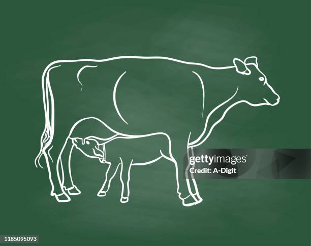 calf at the tit chalkboard - dairy farm stock illustrations