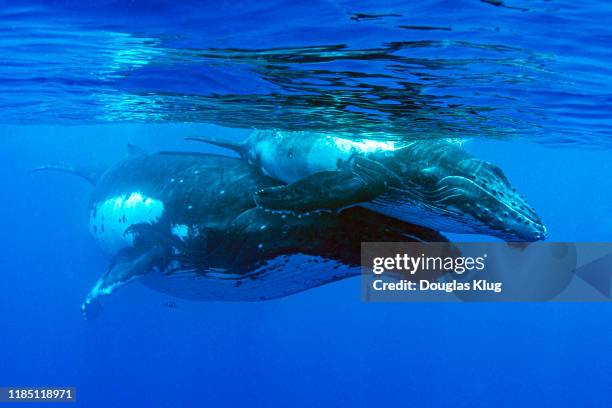 whale4sept30-19 - moorea stock pictures, royalty-free photos & images