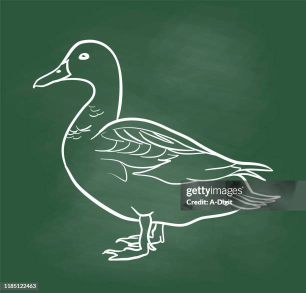 mallard profil tafel - webbed foot stock-grafiken, -clipart, -cartoons und -symbole