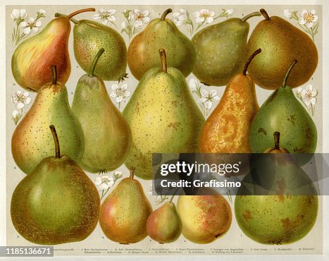 Pear Variation Variety Of Different Pear High-Res Vector Graphic - Getty Images