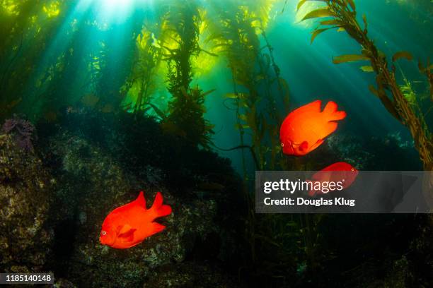 garibaldi2sept14-19 - kelp stock pictures, royalty-free photos & images