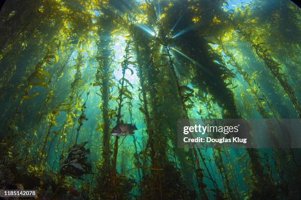 kelpsunburst4oct25-19 - kelp stock pictures, royalty-free photos & images