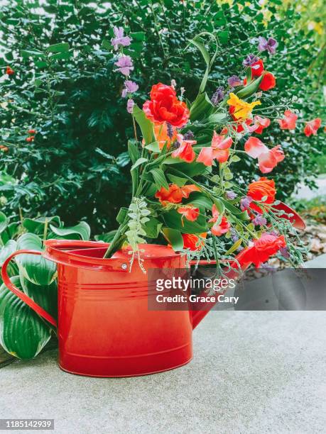bouquet of flowers in red watering can - hosta foto e immagini stock