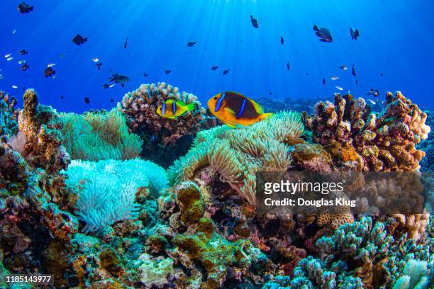 anemonefish1oct2-19 - franska polynesien bildbanksfoton och bilder