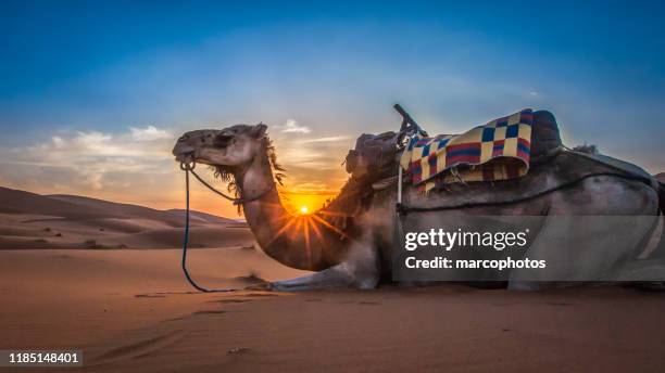 dromadaire en zonsondergang. - merzouga stockfoto's en -beelden