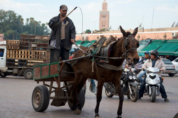 man driving a horse and cart through city traffic. - circulation a marrakech photos et images de collection